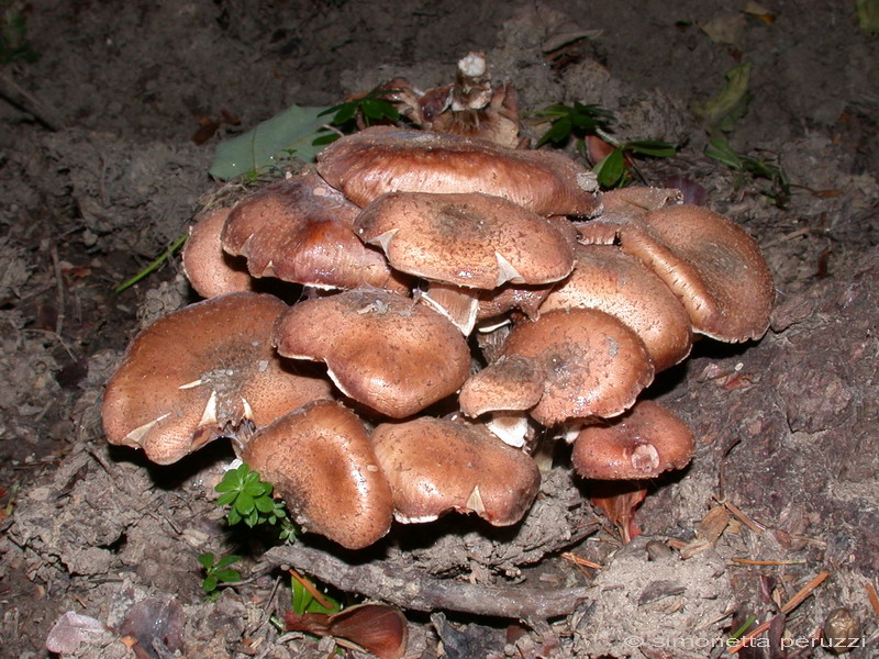 Funghi del vento e della siccit